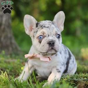 Peggy, French Bulldog Puppy
